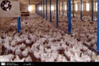 تولید گوشت مرغ در سبزوار دو هزار تن در سال افزایش یافت
