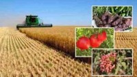 سالانه بیش از 190 هزار تن محصولات کشاورزی در خوشاب تولید می شود