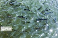 رهاسازی ۱۲ هزار قطعه ماهی در جغتای خراسان رضوی