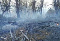آتش سوزی پارک جنگلی سبزوار مهار شد
