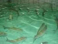 132 تن ماهی گرمابی در شهرستان سبزوار تولید شد