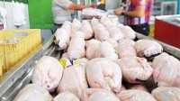 تولید مرغ در داورزن خراسان رضوی افزایش یافت