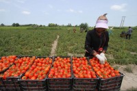 بیش از هشت هزار تُن گوجه‌ فرنگی در جوین خراسان رضوی تولید شد