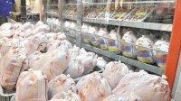 تولید گوشت مرغ در سبزوار ۳۰ درصد افزایش یافت