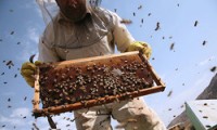 « برگزاری دوره مهارتی پرورش زنبورعسل در سبزوار »