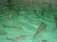 640 هزار قطعه بچه ماهی سرد آبی در سبزوار رها سازی شد