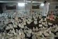 بحث‌هاي بازاريابي از مشکلات و دغدغه اصلي مرغداران براي پرورش مرغ ارگانيک‌ است