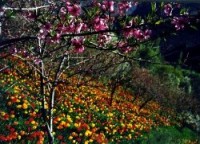 باغ ایرانی با عنوان فدك در سبزوار كلنگ زنی شد