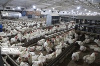 بیشتر گوشت مرغ تولیدی سبزوار در خراسان رضوی مصرف می‌شود